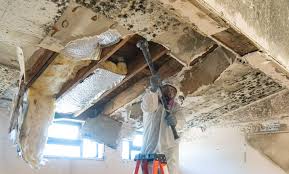 Why You Should Choose Our Mold Remediation Services in Santa Claus, IN